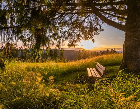 Bank unter Baum im Sonnenuntergang