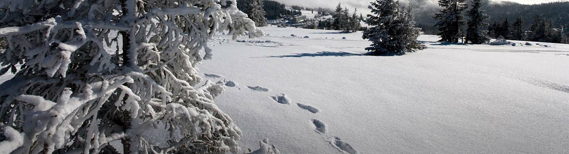 Winterlandschaft Hochschwarzwald